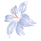Naturis Cosmetics logo