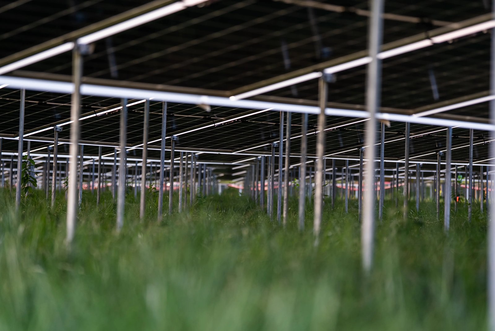 Planted, image from plantedsolar.com