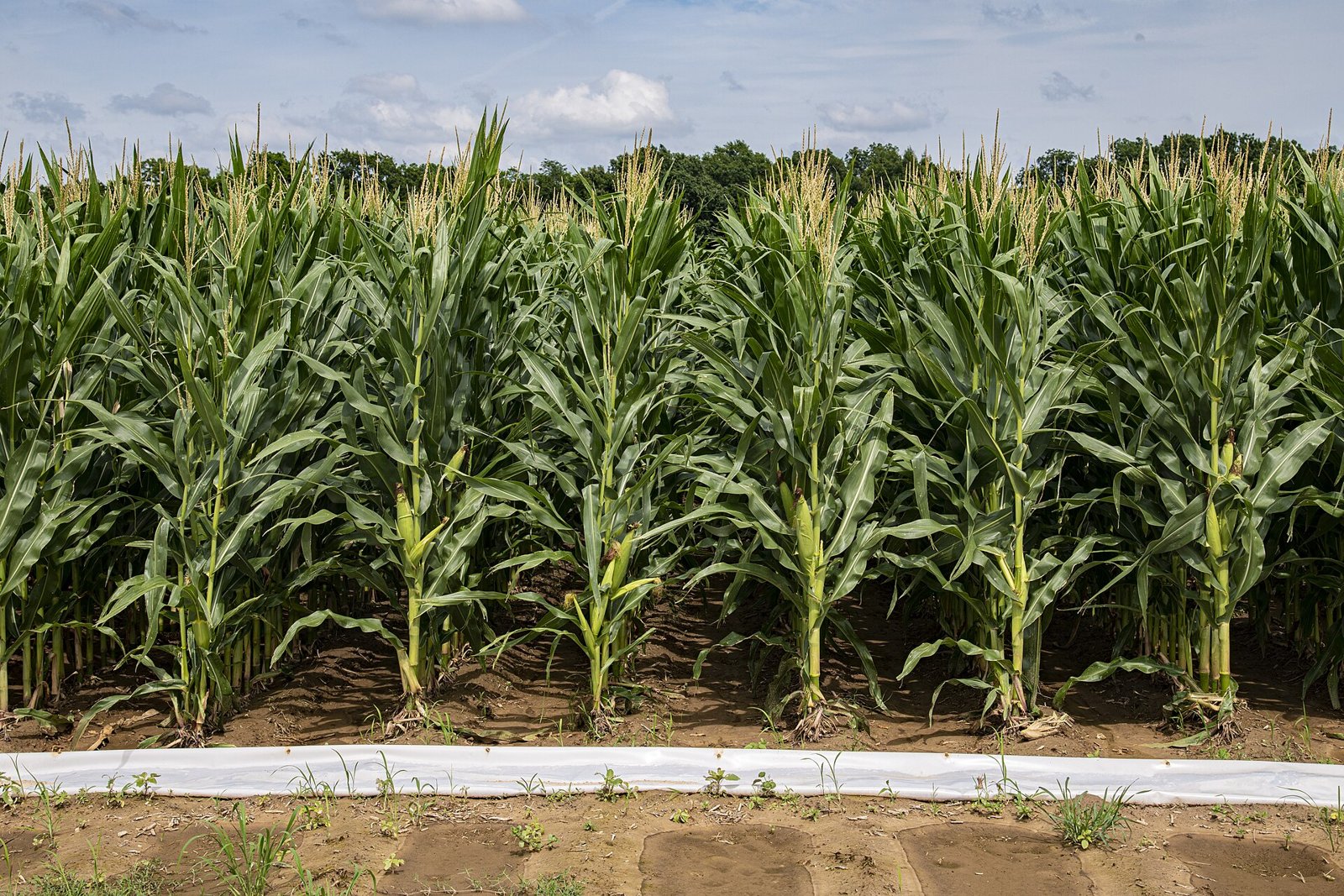 Blue Farm: illustrative category image
